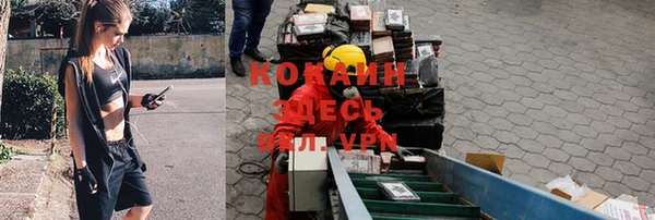 гашик Алексин